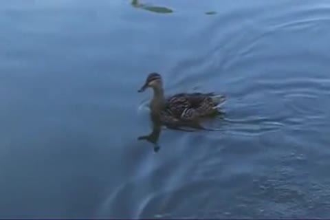 poke In Park greater quantity At Www.homo