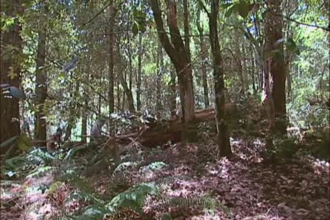 Forest bunch J/O: Arpad Miklos, Dillon Buck, Jack Bond, Park Wiley & Tober Brandt