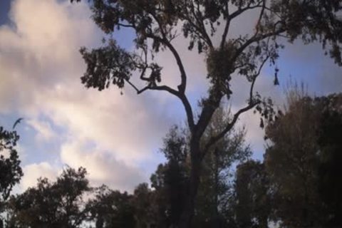 brunette hair jock butt stab With cum In wazoo