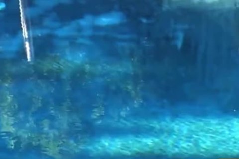 The orgies Anthology Disc 2 - Scene 2