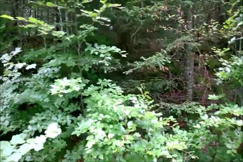 My agonorgasmos In The English Forest