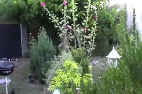 Two Doses Of Juice In My Garden For Philipe With My Chickens