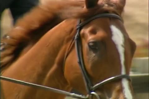 The Equestrian Club