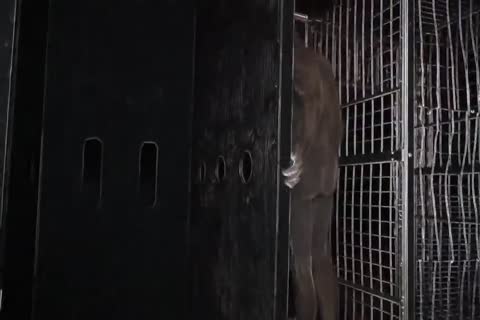 Sex Club harlots two