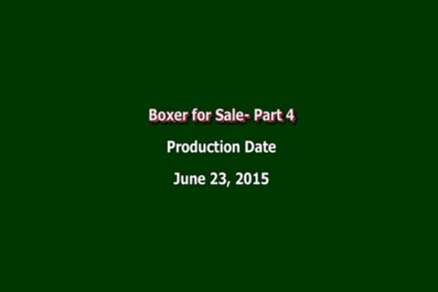 Boxer For Sale Part 4