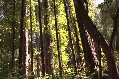 man Forest Fuckers