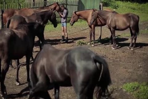 do not Ride A Horse, Ride A Cowboy