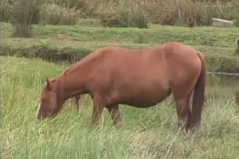 sperm dick - naughty twinks Multiple cumshot On The wild