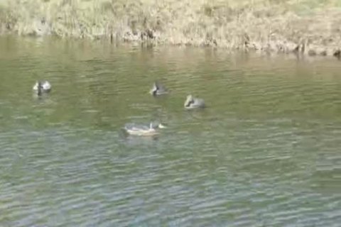 kinky old man sucking & Getting drilled By Younger guy
