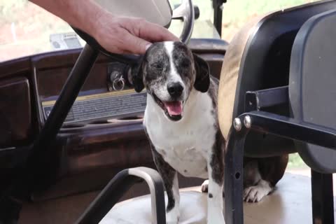 The homo easy Life, Scene two.