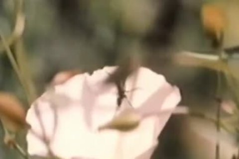 LA Plays Itself (1972) Complete clip