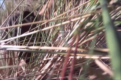 whilst They plow Me The Others Take Care Of My Wife.