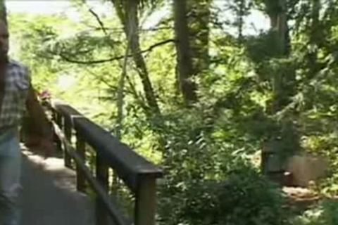 hirsute Bear And Cub Mating In yummy Nature