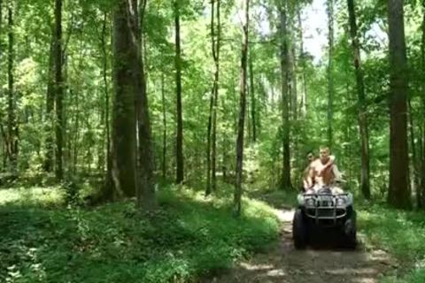 beautiful poke In The Woods