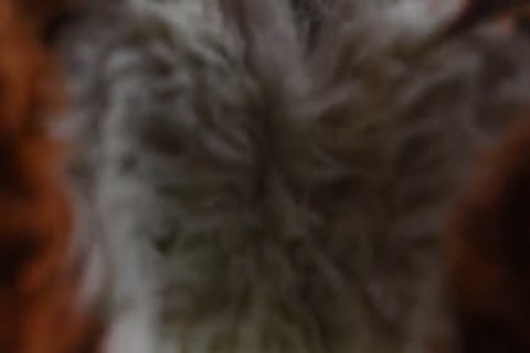 Puppy acquires banged By Fursuit With  fake penis