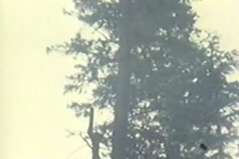 Timber