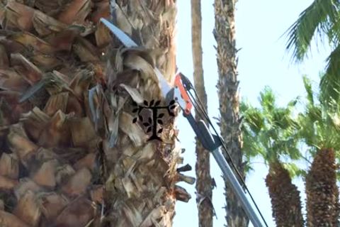 Arborist 1