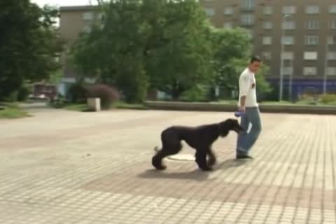 Dogs lad Sex new Public Park Friendship Porn clip