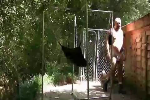 pretty Bald Bear plowed