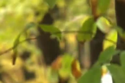 This not ever Fails To Make Me Cackle