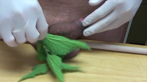 extraordinary Punishment With Nettle And wank With Swollen 10-Pounder ball cream flow At 11:00