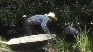 Falcon Studios: Manfeast: A Filling Adventure