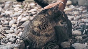 Exploring the Twisted Tale of Two Best Mates