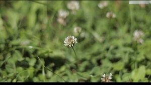 The Joys of Sucking Off Uncut Cocks Outdoors