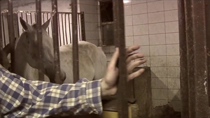 Unbridled Passions in the Barn