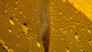 Cody Cummings: Frustrated Love Calls to Bitchy Co-Star