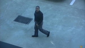 Bear Films: Wolf's Bearded Charm Takes Over