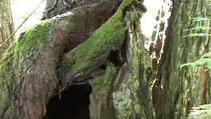 Next Door Male: Nature as a Playground for Ecstasy