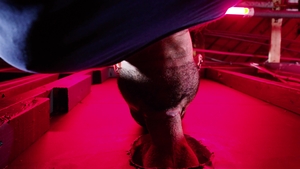 Icon Male: Gay Boys Go Wild