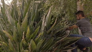masqulin: Peeping Tom's Raw Stalk