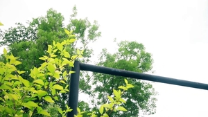 staxus: Pitching Love in the Wild