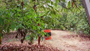 Next Door Originals: Kneeling for Big Cock