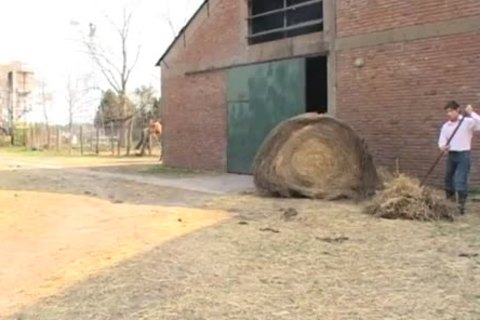 rough riding vaceros enjoy slamming outdoors